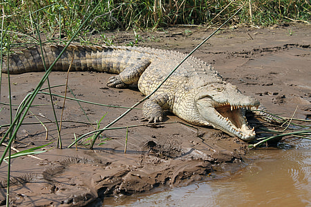 crocodile resting beside body of water during daytime thumbnail