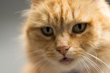 close-up photo of orange cat thumbnail