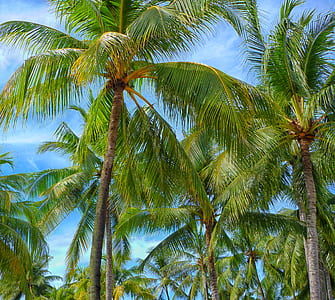 palm trees during daytime thumbnail