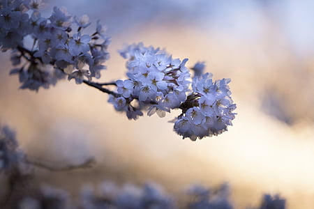 selective focus photography of white cherry blossom thumbnail
