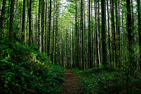 Tall trees in a forest thumbnail
