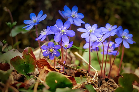 purple flowers in macro shot photography thumbnail