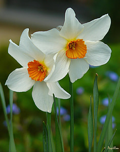 shallow focus photo of yellow white flowers thumbnail