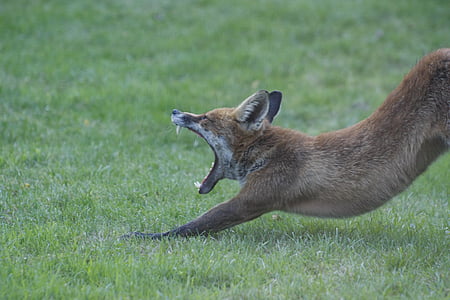 red fox on grass field yawning thumbnail