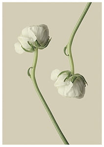 white petaled flowers thumbnail