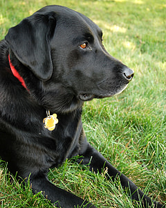 adult black Labrador retriever prone on green grass at daytime thumbnail