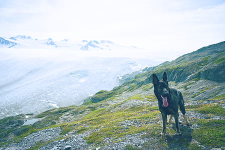 black Belgian Malinois on cliff thumbnail