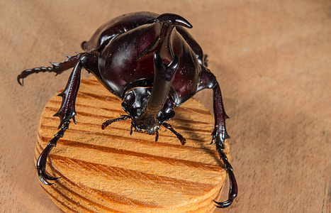 Tropical Beetles, Rhinoceros Beetle thumbnail