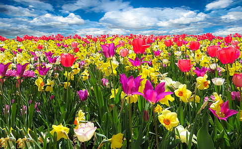 field of flowers thumbnail