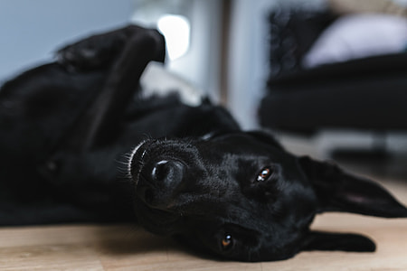 Adorable black dog thumbnail