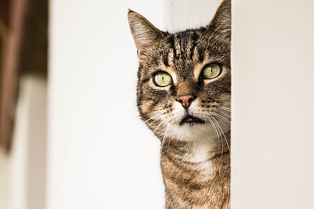 cat hiding behind white painted wall thumbnail