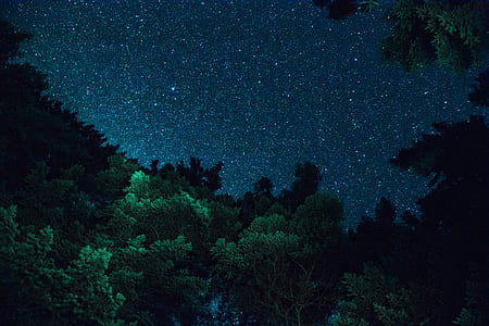 green leafed trees under blue sky thumbnail