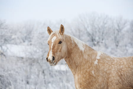 focus photography of brown horse thumbnail