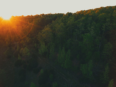 green trees at sunset thumbnail