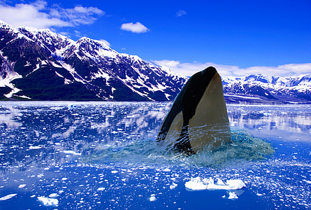 white and black killer whale on body of water thumbnail