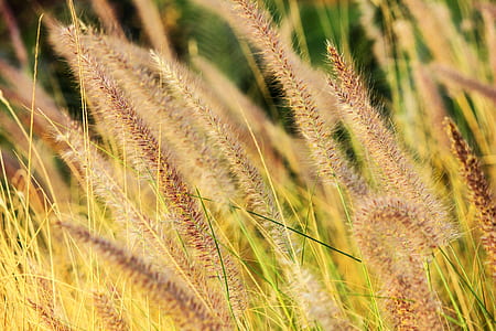 Hay Grass thumbnail
