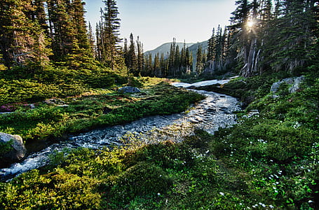 photo of body of water between trees thumbnail