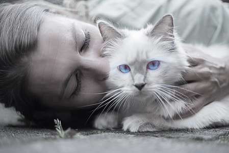 selective color photography of blue-eyed cat thumbnail