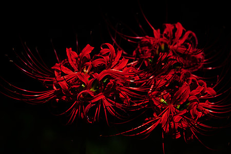 red flowers thumbnail