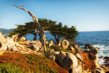 green trees and brown rocks thumbnail