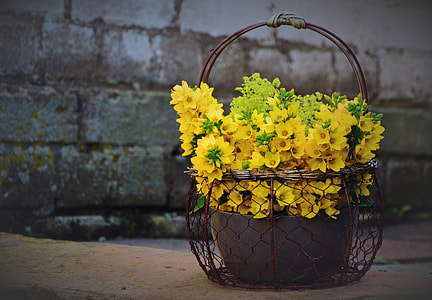 yellow petaled flowers place on pot and basket thumbnail
