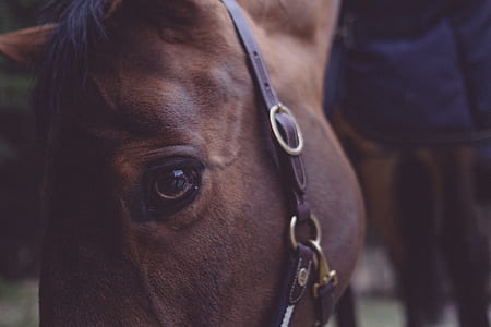 brown horse head in shallow focus shot thumbnail