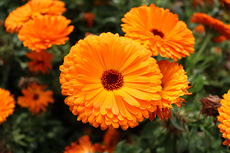 orange petaled flowers thumbnail