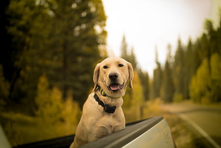 selective focus photo of yellow Labrador retriever on truck thumbnail