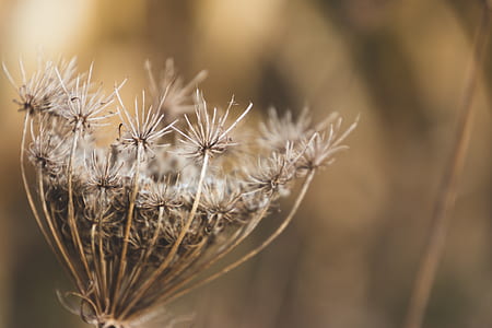 Shallow Focus Photography of White Boneset Flower thumbnail