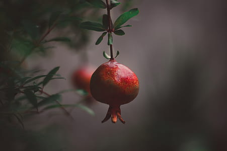 closeup photography of round red fruit thumbnail