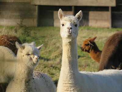shallow focus photography of two llamas thumbnail