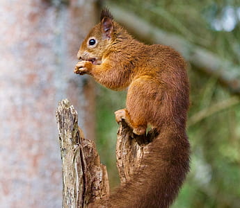 red squirrel on tree branch eating thumbnail