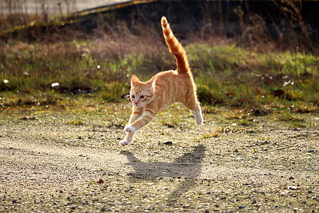 orange tabby cat leap on road thumbnail