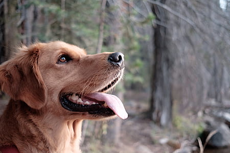 golden Labrador retriever in closeup photography thumbnail