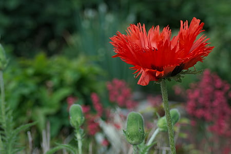 selective focus photography of red daisy flower thumbnail