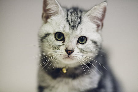 shallow focus photography of silver tabby kitten thumbnail