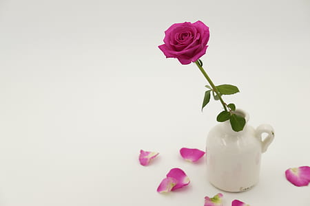 pink rose in white ceramic vase thumbnail