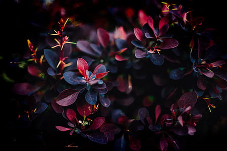 purple and black leaves thumbnail