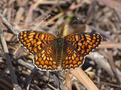 brown and black butterfly spreading its wings on brown leaf thumbnail