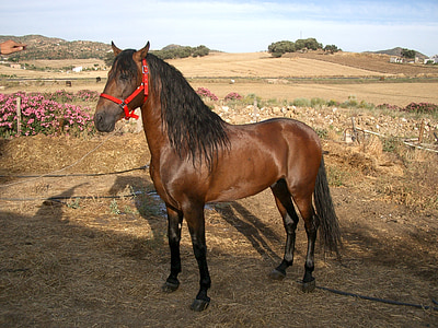 brown horse on brown soil during daytime thumbnail