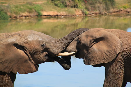 two elephant mating in front of water thumbnail