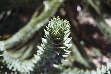 pine leaf thumbnail