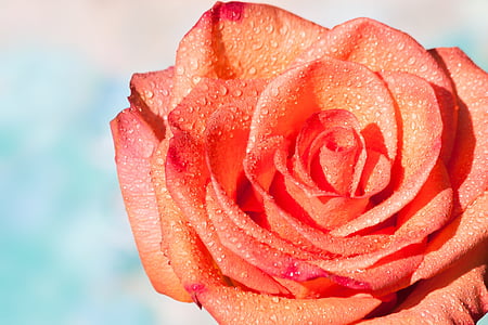 shallow focus photography of rose thumbnail