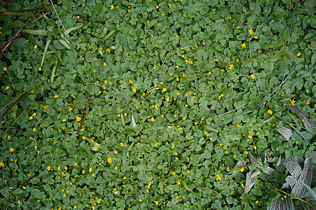 yellow flowering plant thumbnail