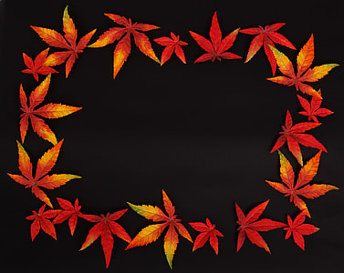 orange maple leaf artwork thumbnail