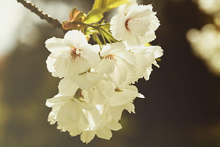 selective focus photography of white petaled flowers thumbnail