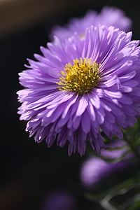 selective focus photography of purple zinnia flower thumbnail