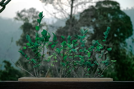 wood, landscape, nature, garden thumbnail