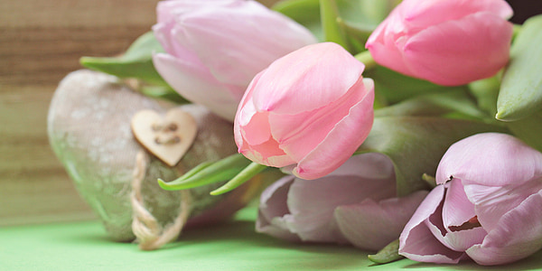 shallow focus photography of pink tulips thumbnail