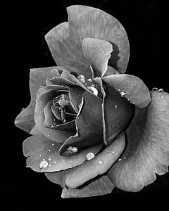 grayscale photo of rose thumbnail